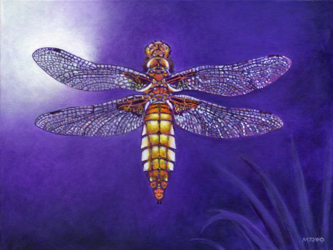 dragonfly broad bodied chaser insect art painting