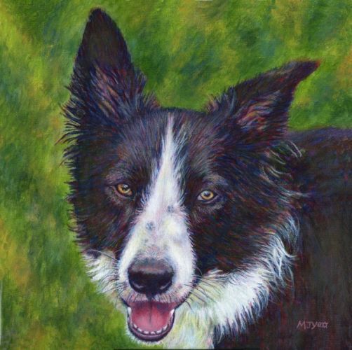 pet portrait border collie painting for sale