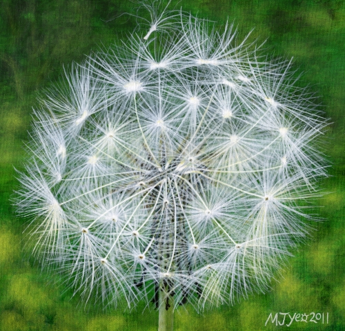 botanical dandelion seedhead nature painting for sale